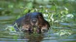 A beaver feeding in the water