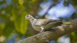 Collared dove perched on tree branch