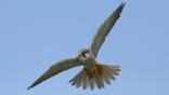 Close-up of a hobby in flight