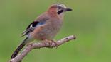 A Eurasian jay in flight
