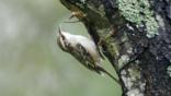 Treecreeper clinging onto a tree trunk