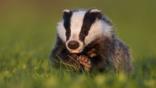 Badger cub in evening light