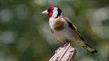 Goldfinch perching on almond tree in winter