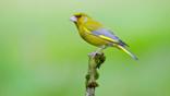 Male greenfinch in flight
