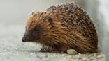 Close-up of the face of a hedgehog while curled up in a ball