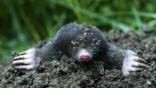 European mole surfacing from a mole hill