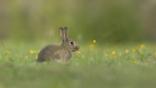Young European rabbit