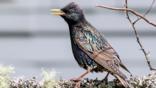 Starling on a tree branch