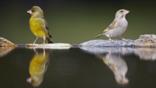 Male and female greenfinch by water