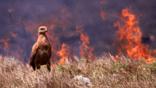 Savannah hawk foraging in front of a bush fire