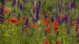 Common poppy and forking larkspur in a flower meadow