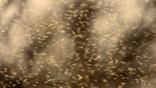 A swarm of non-biting midge flies
