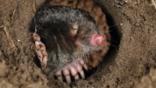 Mole peering out of its burrow