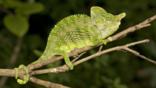 Male Labord's chameleon on a branch in a Madagascan forest