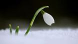 Snowdrop flower in snow