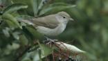 Garden warbler on elderberry tree