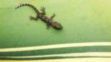 A gecko on a leaf