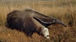 Giant anteater running on grassland