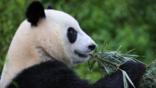Giant panda eating bamboo