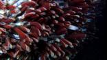 Giant tube worms