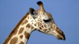A profile of a giraffe