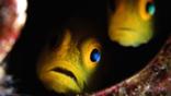 Profile of two gobies