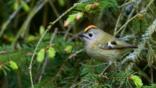 Male goldcrest, with crest showing, perched in a pine tree