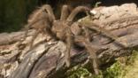 Goliath bird-eating spider on a log
