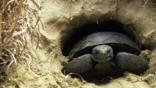 A gopher tortoise in its burrow