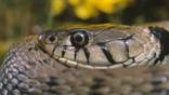 Head of a coiled female grass snake