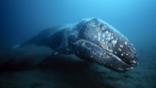 Grey whale feeding in the sand of the seabed