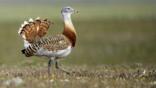 Male great bustard in field