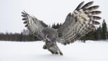Great grey owl hunting in the snow