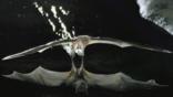 A greater bulldog bat skims the water's surface as it hunts