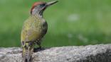 Green woodpecker