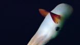 A dumbo octopus