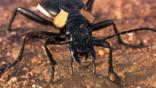 A ground beetle