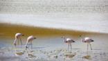 Juvenile James flamingos feeding at a salt lake