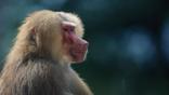 Hamadryas baboon portrait