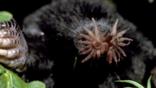 Close-up of star-nosed mole out of its burrow