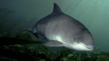 Harbour porpoise in the Irish sea
