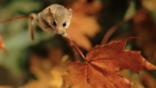 A dormouse in Autumn