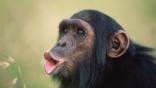 A chimpanzee making a pant hoot call