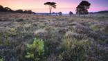 Wildflowers and pine trees in the New Forest National Park