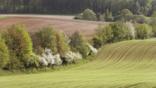 Hedgerow between two fields