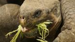 Close-up of a Galápagos giant tortoise eating plants