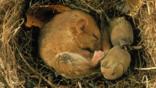 A hibernating dormouse curled up asleep in its nest next to hazelnuts