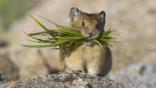North American pika carrying grasses to store as winter food