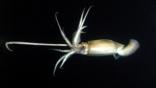 Humboldt squid at night
