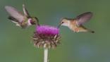 A male and female broad-tailed hummingbird feeding on a musk thistle